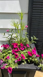 Instagram post by @broadwaygardener