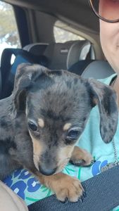 Instagram post by @girldadbbq