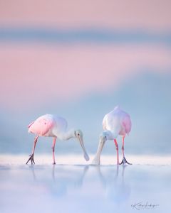 Instagram post by @naturemuseimagery