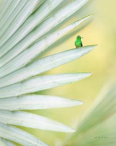 Instagram post by @naturemuseimagery