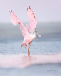 Instagram post by @naturemuseimagery