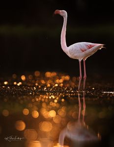 Instagram post by @naturemuseimagery