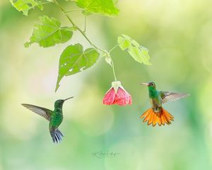 Instagram post by @naturemuseimagery