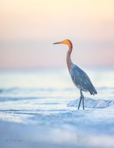 Instagram post by @naturemuseimagery