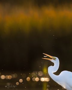 Instagram post by @naturemuseimagery