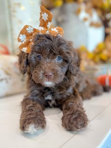 Instagram post by @sunnydoodles___arizona