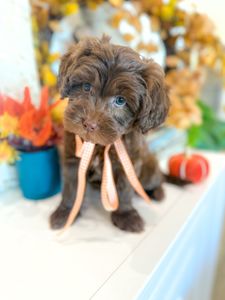 Instagram post by @sunnydoodles___arizona