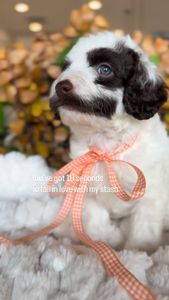 Instagram post by @sunnydoodles___arizona