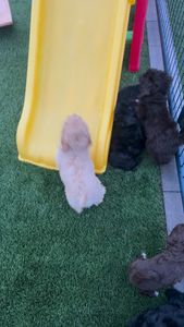 Instagram post by @sunnydoodles___arizona