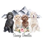 @sunnydoodles___arizona Instagram Profile