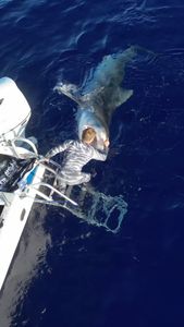 Instagram post by @juansharks