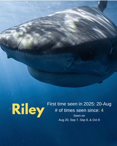 Instagram post by @juansharks