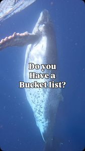 Instagram post by @juansharks