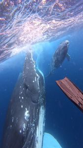 Instagram post by @juansharks