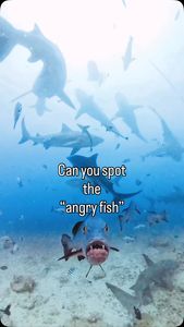 Instagram post by @juansharks