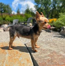 Instagram post by @franklin_the_yorkie