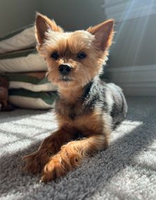 Instagram post by @franklin_the_yorkie