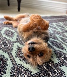 Instagram post by @franklin_the_yorkie