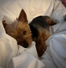 Instagram post by @franklin_the_yorkie