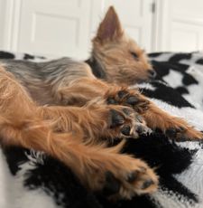 Instagram post by @franklin_the_yorkie