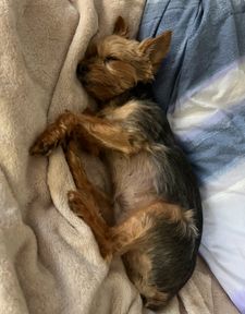 Instagram post by @franklin_the_yorkie