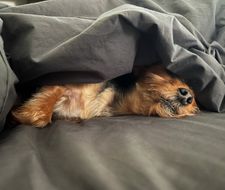 Instagram post by @franklin_the_yorkie