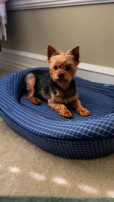 Instagram post by @franklin_the_yorkie