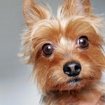 @franklin_the_yorkie Instagram Profile