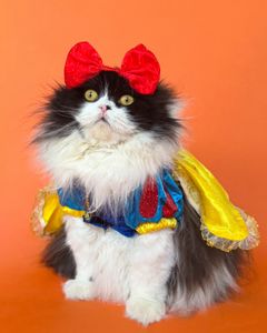 Instagram post by @eatdrinkcat