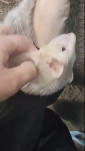 Instagram post by @chevygirlss