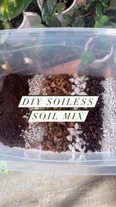 Instagram post by @lessyasleaves