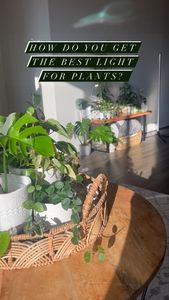 Instagram post by @lessyasleaves