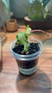 Instagram post by @lessyasleaves