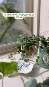 Instagram post by @lessyasleaves