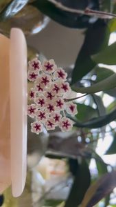 Instagram post by @lessyasleaves