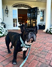 Instagram post by @cashythefrenchie