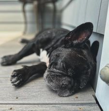 Instagram post by @cashythefrenchie