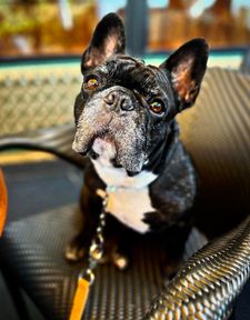 Instagram post by @cashythefrenchie