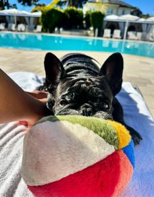 Instagram post by @cashythefrenchie