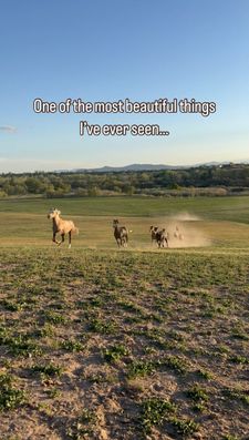 Instagram post by @thedondrivefarm