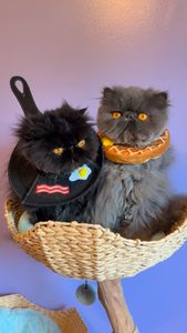 Instagram post by @fluffpuffcrew