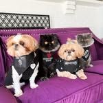 @fluffpuffcrew Instagram Profile