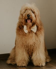 Instagram post by @goosedoodledood