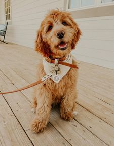 Instagram post by @goosedoodledood