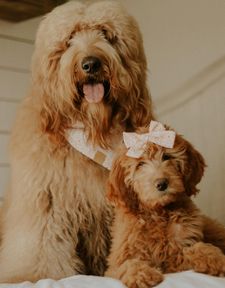 Instagram post by @goosedoodledood