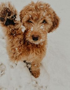 Instagram post by @goosedoodledood