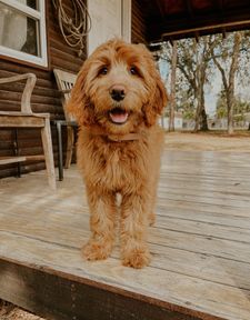 Instagram post by @goosedoodledood