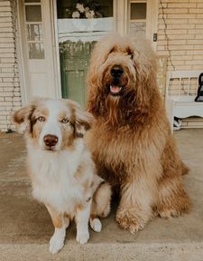 Instagram post by @goosedoodledood