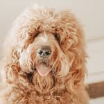 @goosedoodledood Instagram Profile