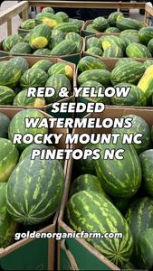 Instagram post by @goldenorganicfarm